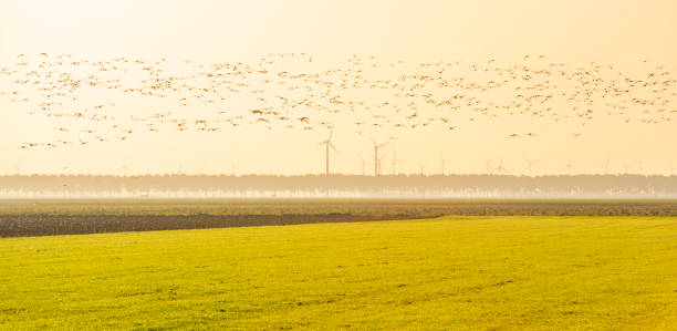 istock Birds flying over a field with wind turbines in sunlight at fall 1186500222