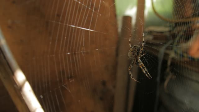 Big Web And Spider Eat