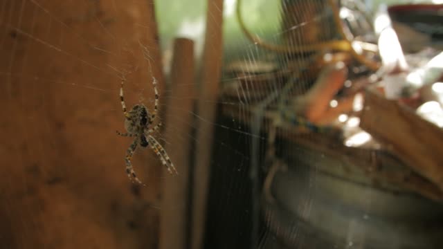 Big Web And Spider Eats