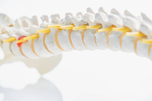 istock Vertebrae and discs. Neurodegenerative disease. 1186501042