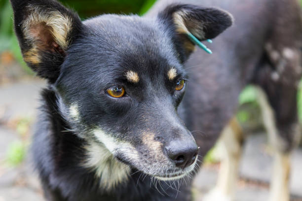 istock A stray dog with sad eyes with a tag on his ear. Frame part 1186501095