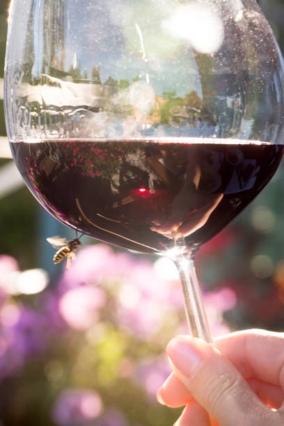 Close-up of a red wine in a glass