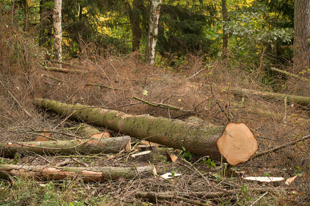 istock Felled trees that are infested with bark beetle. Wood lies in the forest. 1186506940