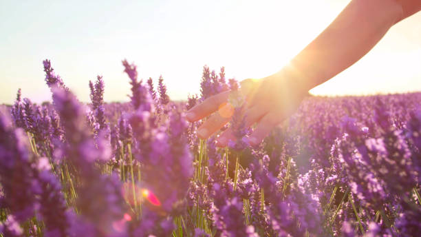 istock CLOSE UP: Hand touching purple flowers in beautiful lavender field 1186508100