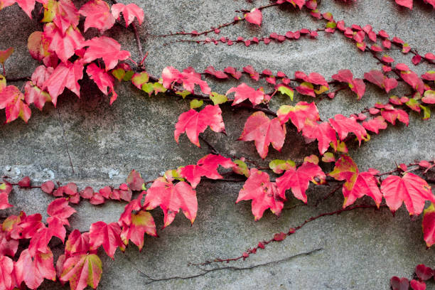 istock Red ivy leaves in Istanbul, Turkey 1186508168