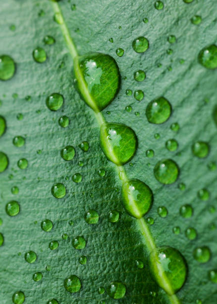 istock Close up shot of water drops on a leaf 1186508546