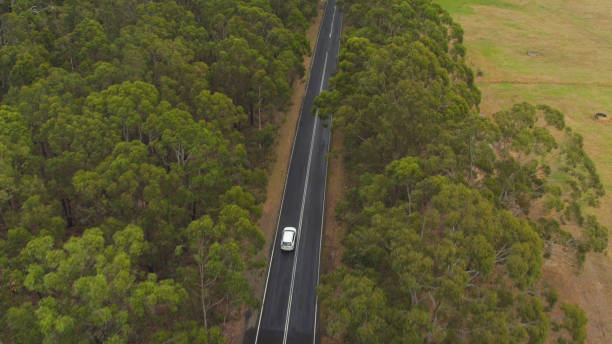 istock AERIAL: White SUV car driving along straight road surrounded by eucalyptus trees 1186512018
