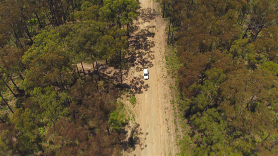 AERIAL, MOVING BACKWARDS: White SUV car driving along straight wide dusty dried up countryside highway road surrounded by beautiful tall eucalyptus tree forest on hot and dry sunny summer day