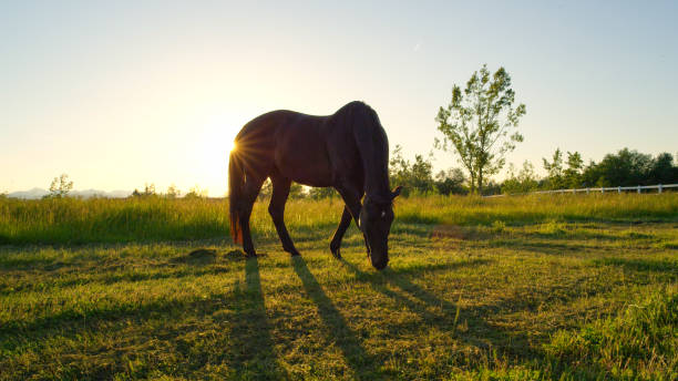 istock Beautiful black stallion on pasture grazing grass on meadow field 1186512233