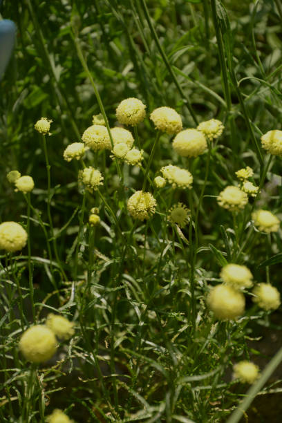 santolina w rozkwicie - chamomile plant german chamomile summer green zdjęcia i obrazy z banku zdjęć