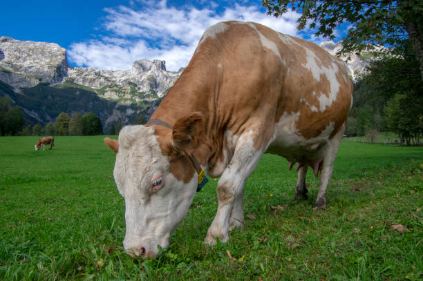 istock Brown and white cows on pasture, Verfenveng Austrian Alps, beautiful scenery 1186513606