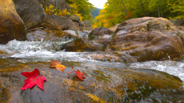 istock CLOSE UP: Red autumn tree leaves lying on mossy wet stone in rocky riverbed 1186513933
