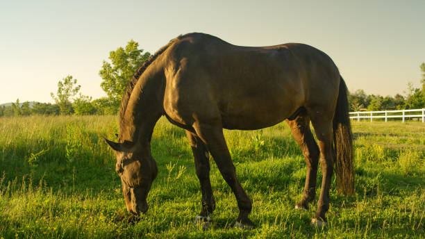 istock Stunning dark black stallion on pasture grazing grass on sunny field 1186514127