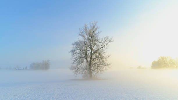 istock AERIAL: Flying around bare frozen tree on magical misty evening at winter sunset 1186515650