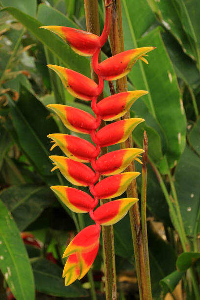 istock Heliconia flowers 1186516360