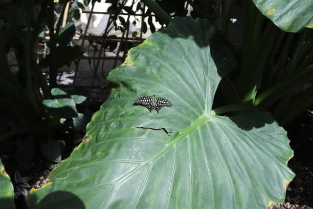 istock Butterflies land in Turkey 1186516464