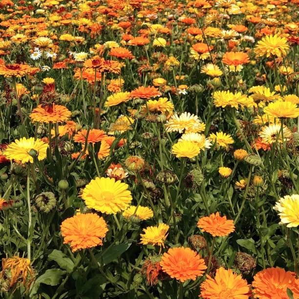 istock Field of calendula 1186517697
