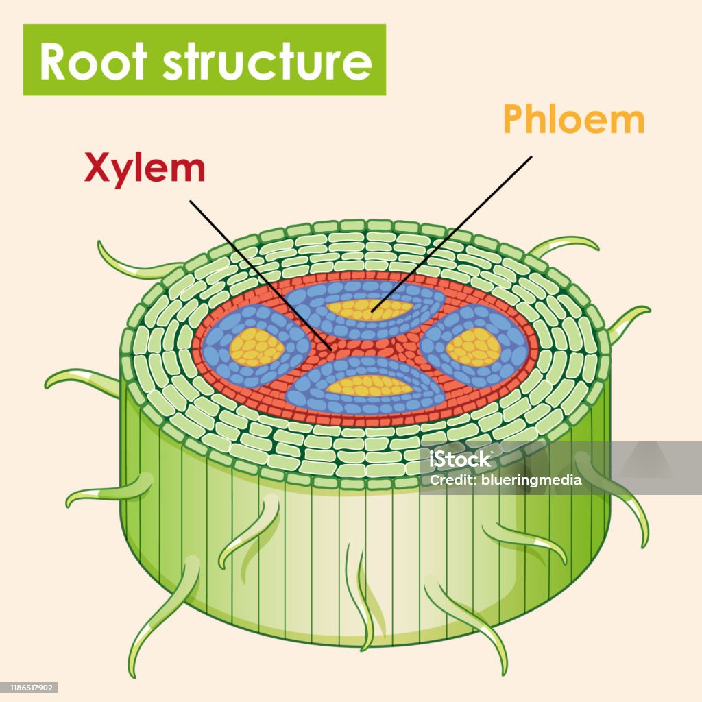 Root Structure Layer Diagram Showing Root Structure Stock Illustration - Download Image Now ...