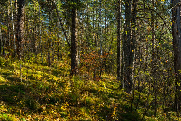 Beautiful autumn forest in the morning sunlight. Selective focus. Shallow depth of field.