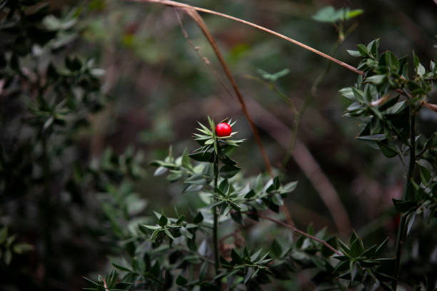 colorful flowers in the forest