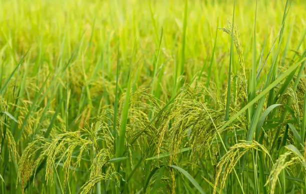 Photo of Glutinous rice farm