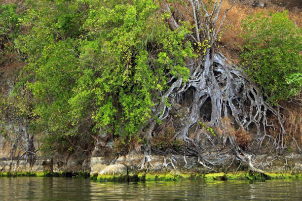 istock Lake Batur, Bali, Indonesia 1186519081