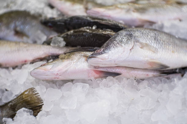 istock Fresh fish seafood on ice for cooking material 1186520290