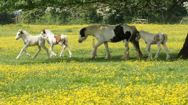 three foals & mother horse buttercup field wavendon digital edit contrast density only