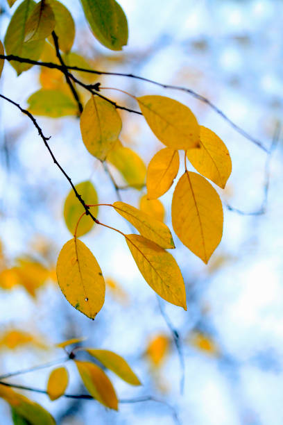 istock colorful autumn leaves 1186523461
