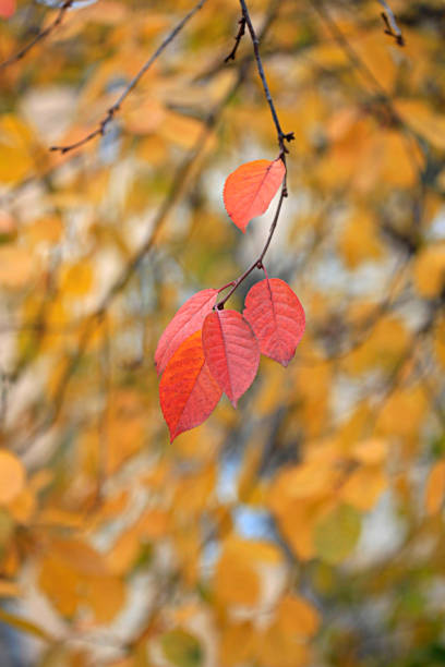 istock colorful autumn leaves 1186523466