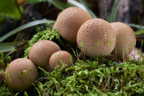 istock Edible mushroom Lycoperdon pyriforme in the beech forest. Also known as pear-shaped puffball or stump puffball. Mushrooms on the wood. Autumn time in the forest. 1186523683