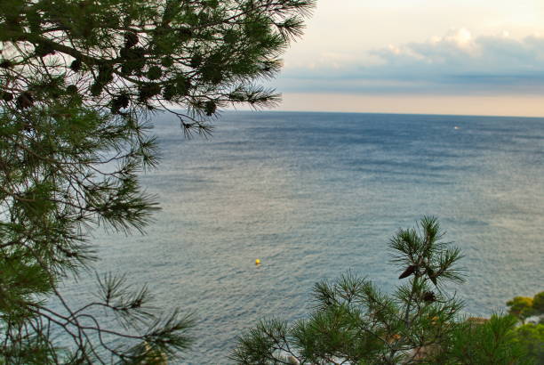 istock Barcelona, Spain - 18.08.2019: Beautiful tree branches on a background of blue sea 1186527196