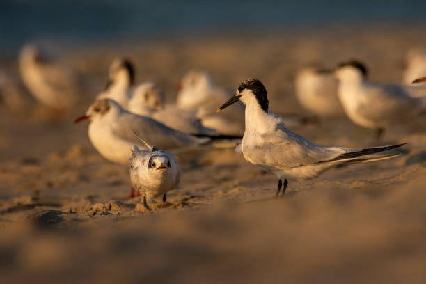 istock Few months old juvenile sandwich tern (Thalasseus sandvicensis) waiting for feeding 1186527588