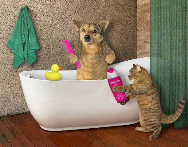 istock Dog takes bath with cat 2 1186528819