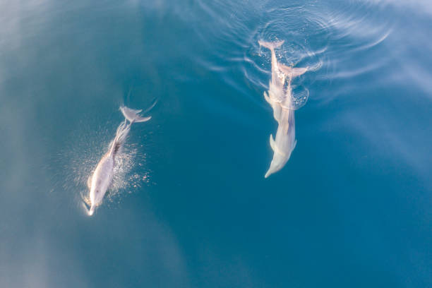 istock Aerial of Spinner Dolphins at Play 1186528902