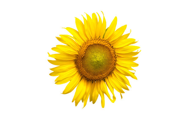 istock Flower, sunflower isolated on white background. Sunflower with seed. Save with clipping path. 1186529141