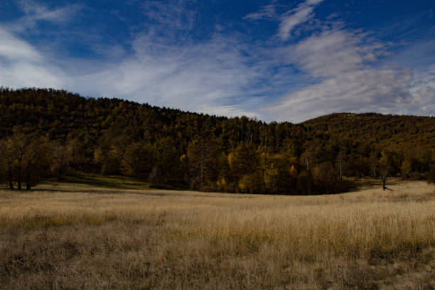 istock Tall grass in the field 1186531158