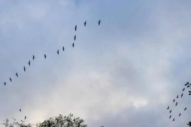 in the sky many wild geese fly in formation