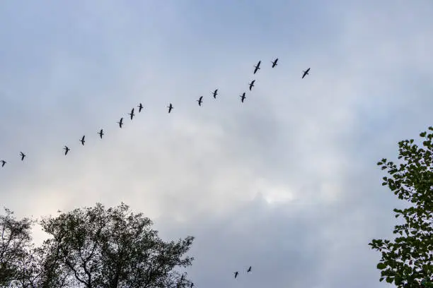 in the sky many wild geese fly in formation