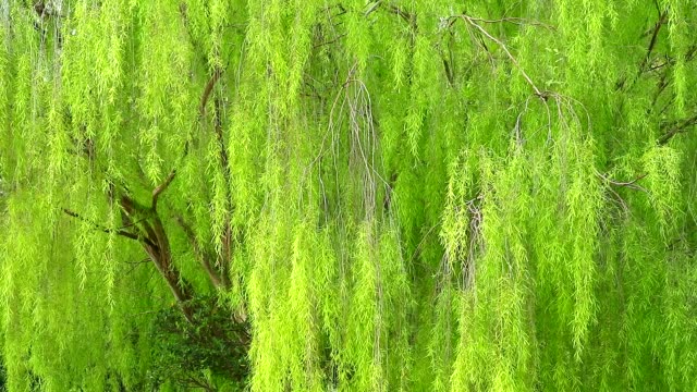 Simple Green Weeping Willow Branches Stock Illustration - Download Image  Now - Willow Tree, Weeping Willow, Branch - Plant Part - iStock