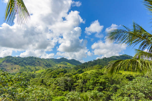 istock Dominican Republic jungle landscape 1186533270