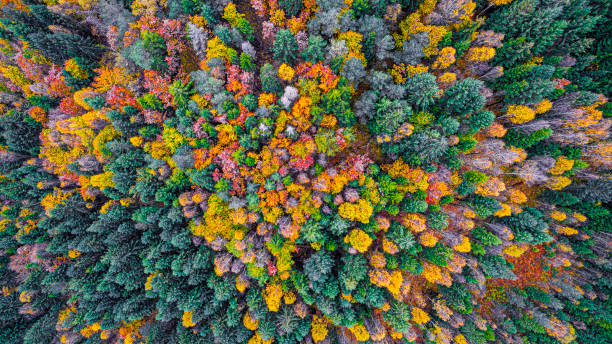 floresta do outono de acima - landscape tree field flower - fotografias e filmes do acervo