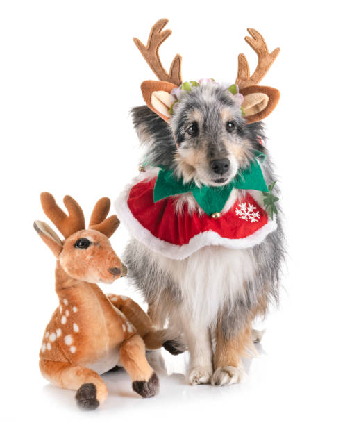 istock shetland sheepdog and christmas 1186534121