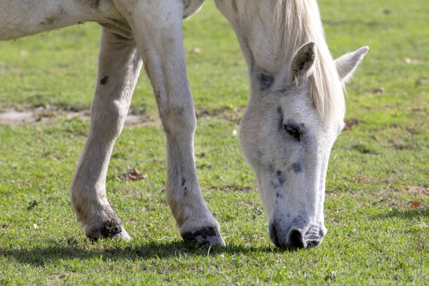 Wild horse grazing in the Camargue in France