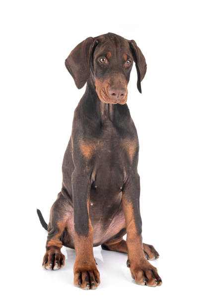 istock puppy dobermann pinsher 1186535969