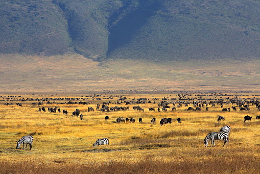 Paraíso del cráter Ngorongoro photo