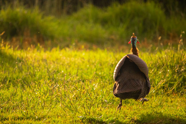 guineafowl (Numida meleagris), a bird with dark grey plumage with characteristic white dots, walking on the pavement near the lawn.