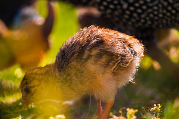 z bliska słodkie małe keets perliczek perliczek karmienia na trawiastej łąki o zachodzie słońca. - male animal vertebrate one animal guinea fowl zdjęcia i obrazy z banku zdjęć