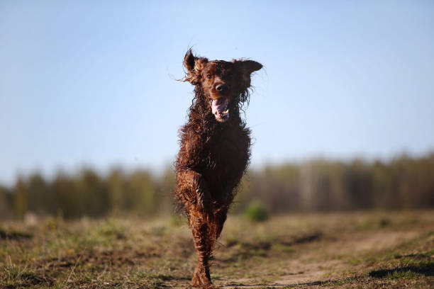 istock Hunting Irish Setter dog running on field 1186540150