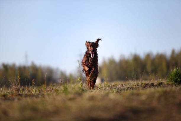 istock Hunting Irish Setter dog running on field 1186540152